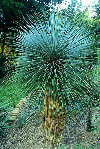 Yucca Rostrata